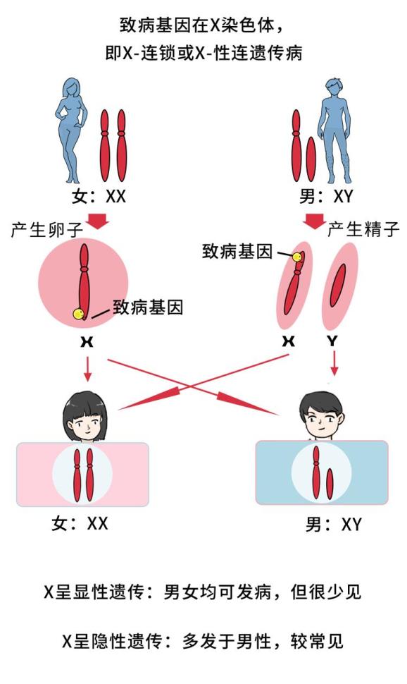 瑞典|认命吧，男人就是比女人命短