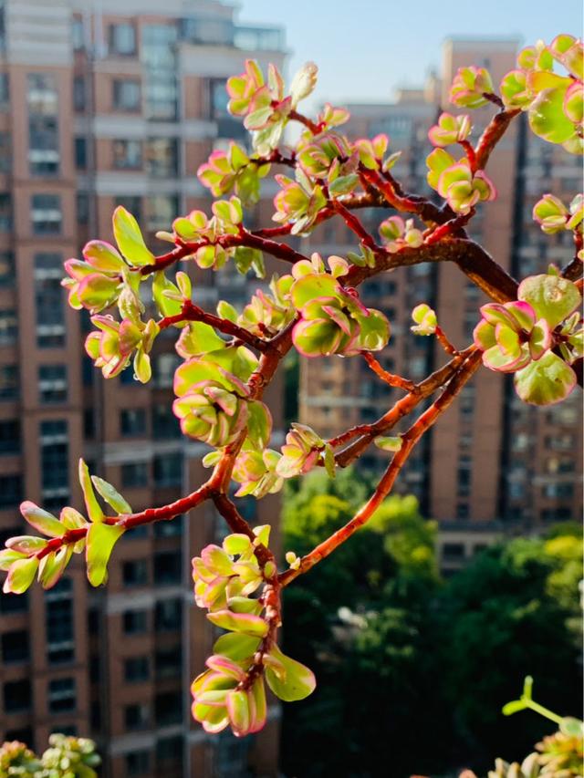 养花十来年，分享一些心得体会，花越养越好