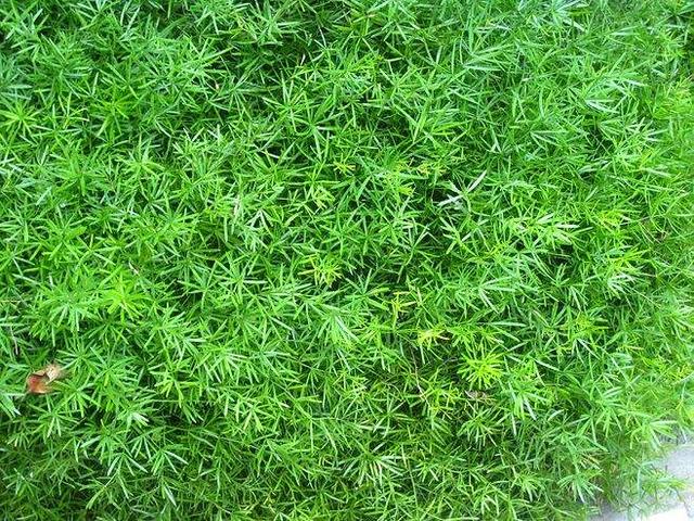 神农本草图经 | 柏实 菌桂 牡桂 天门冬 麦门冬