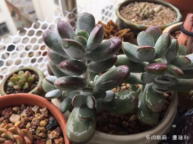 养肉哪里都行，防盗窗的多肉小天地