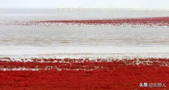 #行路万里#辽宁竟私藏了一片颜值超高的红海滩