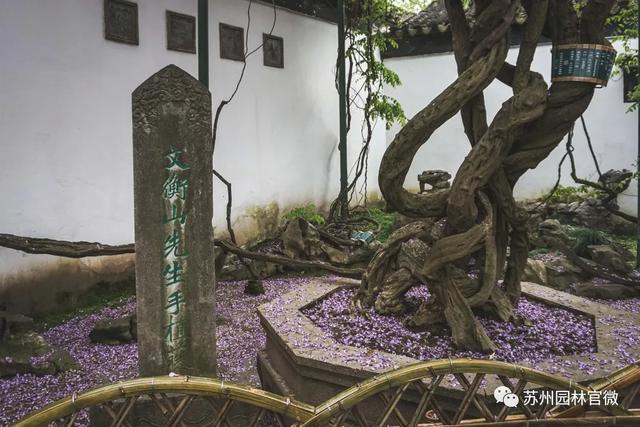『玩乐足迹』去打卡!苏州园林紫藤花开,如梦的人间四月天来啦~