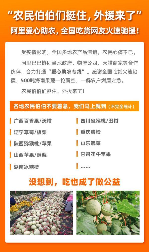 光明网@海南滞销哈密瓜去喂猪?全国吃货不答应 3天抢空500吨