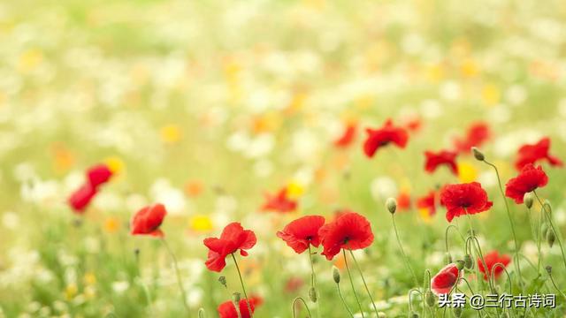 血雨腥风飒西去，无奈一笑泯恩仇