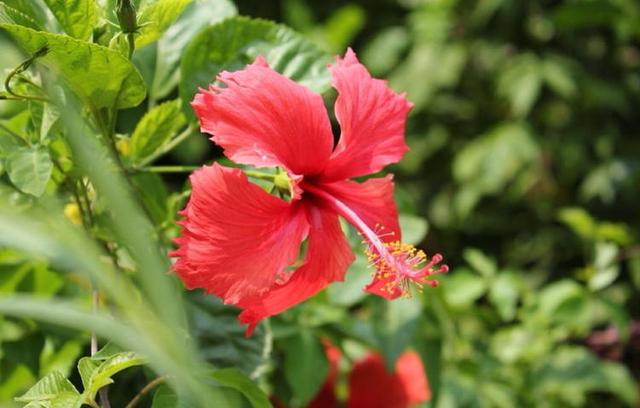 这3种花多“淋雨”有好处，碰上雨天淋一淋，叶子蹿新快、开花多