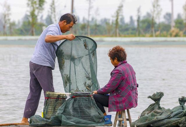 组图江苏泰州溱湖簖蟹抢鲜上市