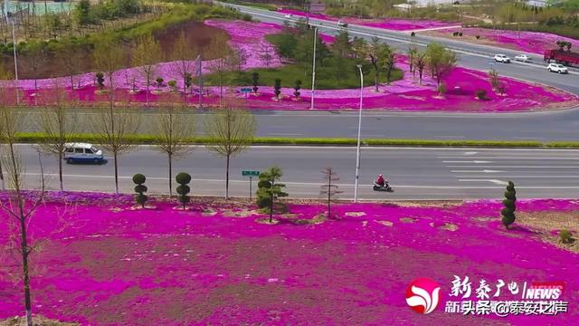 趣旅游@芝樱花海，为新泰“织”起“彩色地毯”！