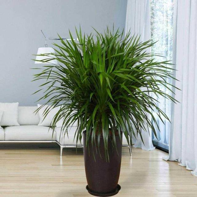 6种好养、陶冶情操的绿植，摆在家里净化空气，提高家居舒适感