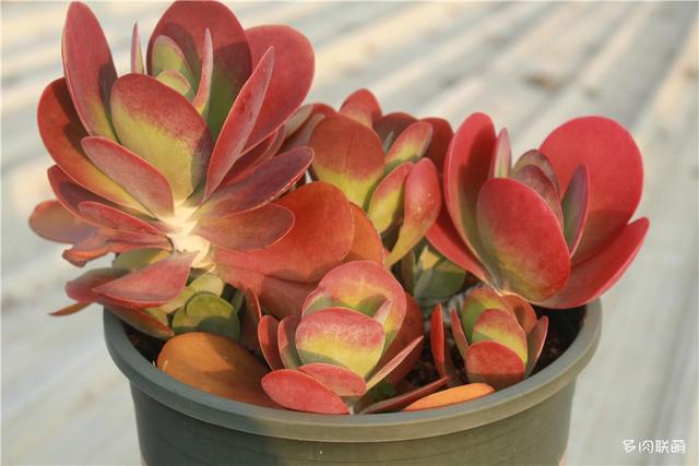 唐印，从绿得像菜，到红得真萌