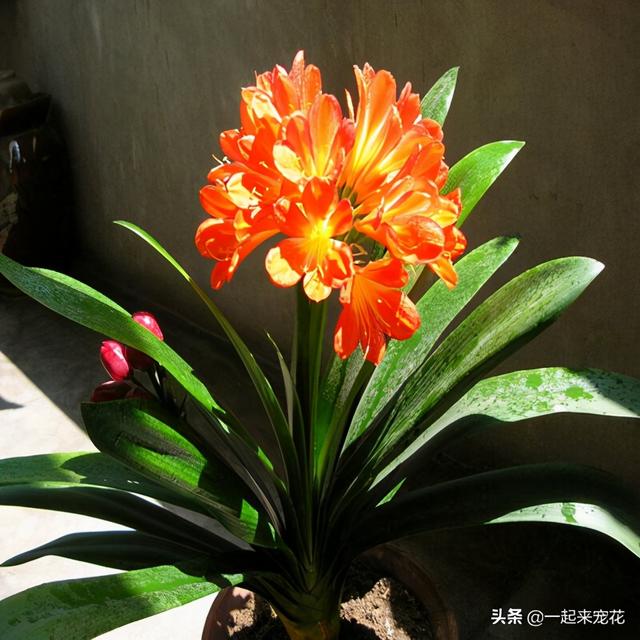 家里种上4种花，好看又好养，花开满枝头，新手也会养