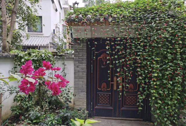 此花长得超像“红灯笼”，连灯穗都用，一年365天“反复”开花