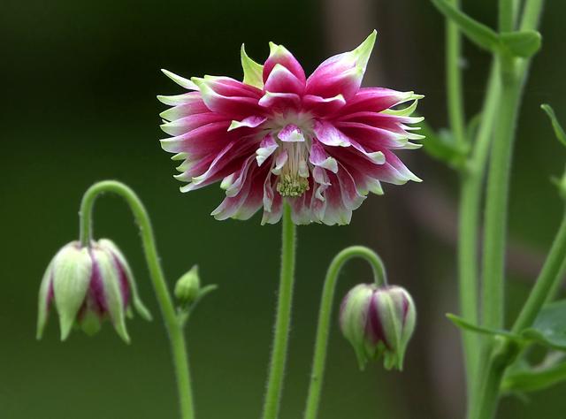 欧耧斗菜 Aquilegia vulgaris