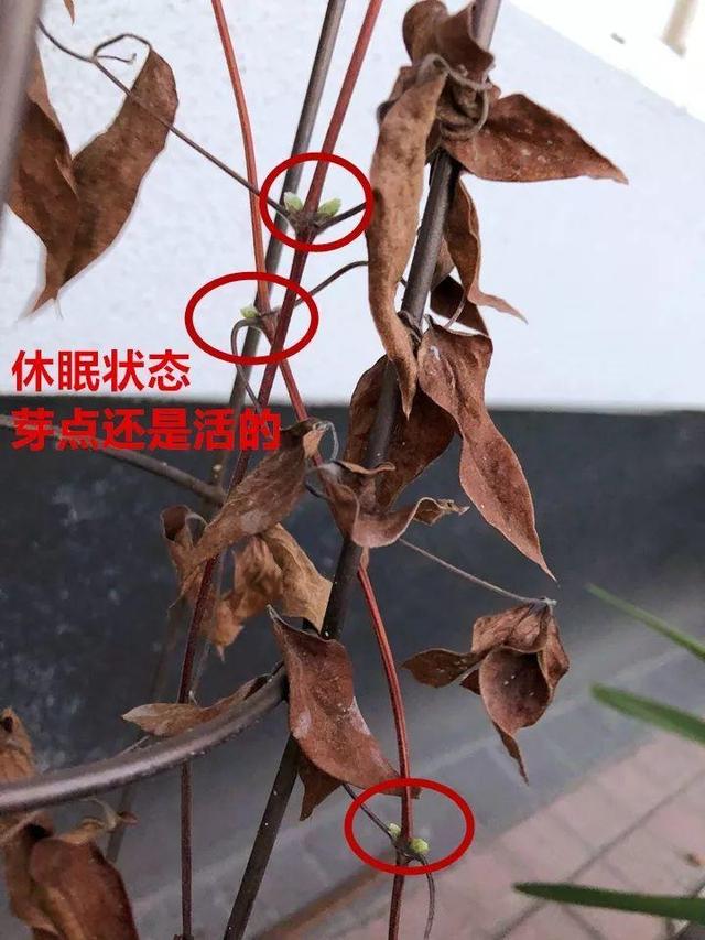 红蜘蛛|这10种花，年年收空盆，没点经验还真不敢养