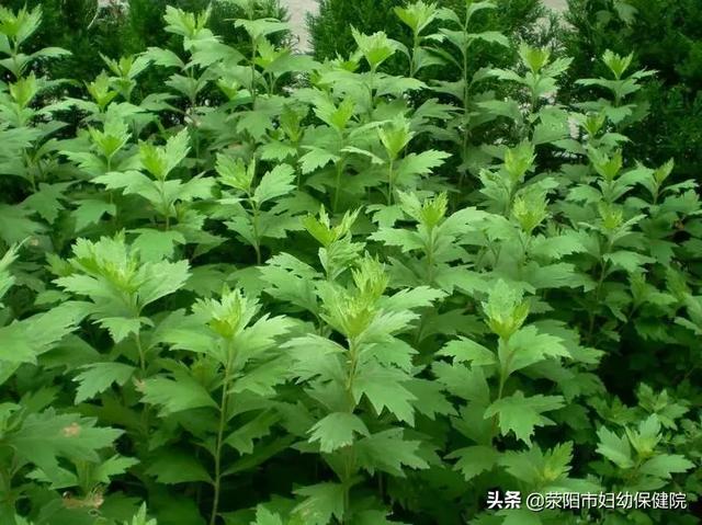 「快乐养生」“艾”为何物