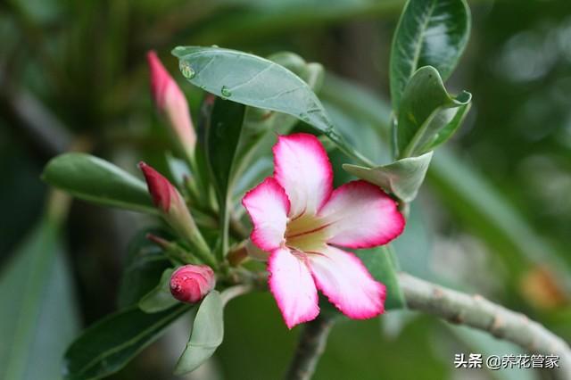 这10种花，花盆小一点，长得更欢