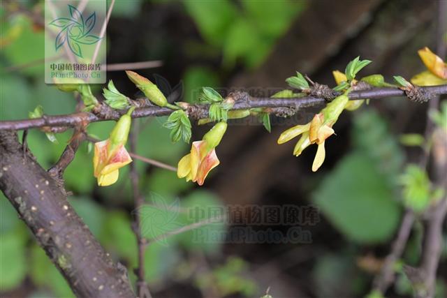 阳雀花，见过吗？花治肾虚耳鸣，头晕眼花；根治风湿性关节炎