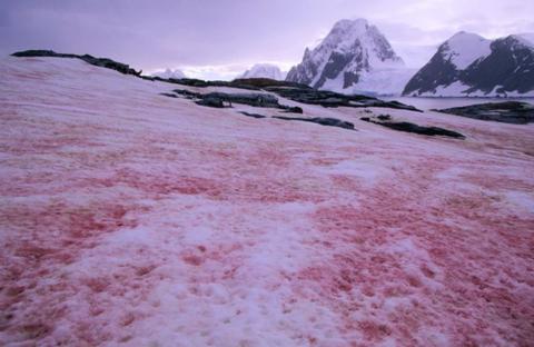 「人民日报海外网」南极出现西瓜雪 科学家：不浪漫还可能很危险