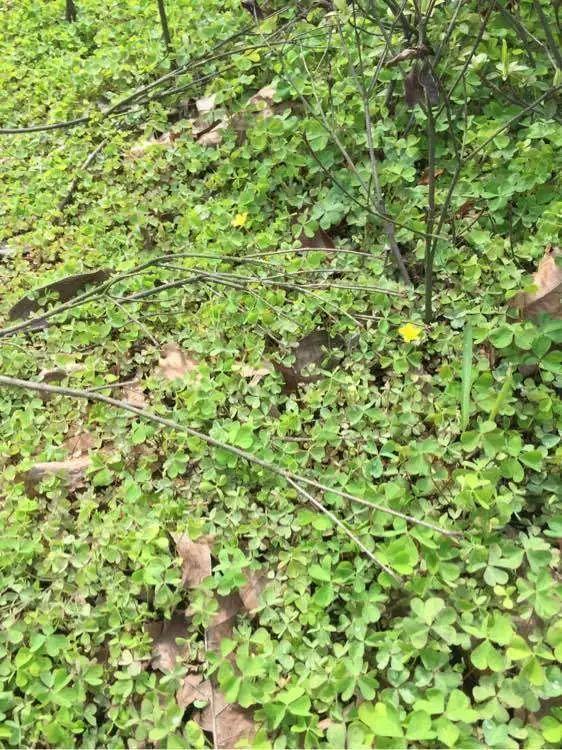 救命！入侵植物爬进院子，三年都杀不完