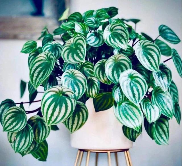 冬天就养耐阴花，没光也能开爆盆，扔角落自己疯长