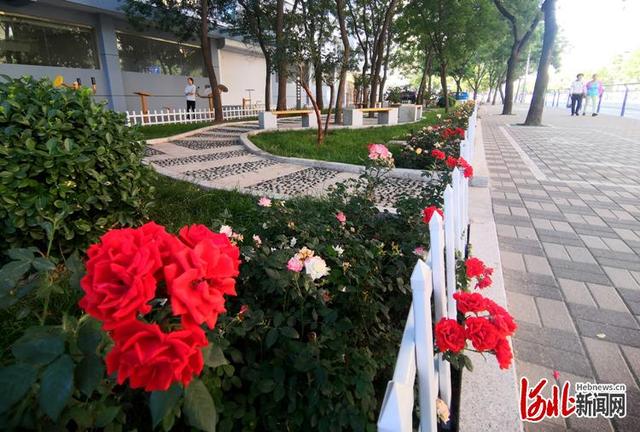 河北新闻网享受更多绿色福利 衡水市区今年建40处“口袋公园”