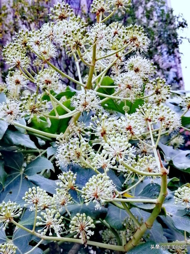 美丽的八角金盘花，花朵更加靓丽迷人，优雅别致