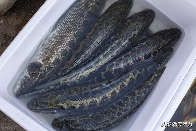 什么鱼刺少好吃，为什么鱼会那么多刺，什么鱼的刺少