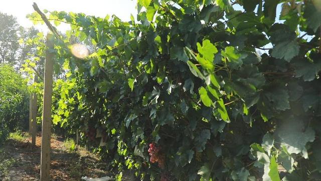 新华网客户端瓜州县:壮大多元富民产业 巩固提升脱贫成果