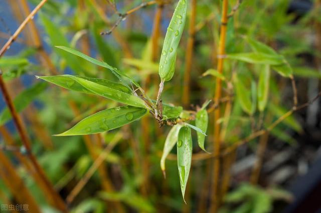 喜欢养花草，就别错过花中“四君子”，好看又有好寓意