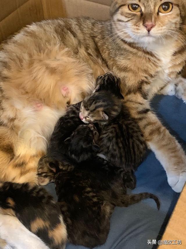 1000元ITX电脑主机靠谱？AMD速龙APU处理器200元