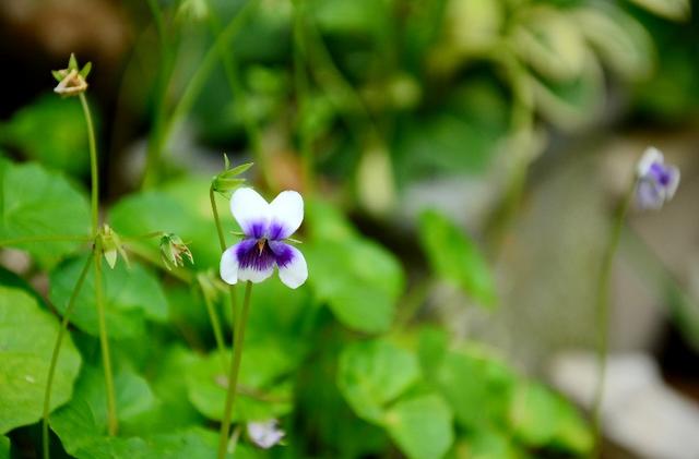 这6种耐阴开花植物，它们的养护方法，也请收好