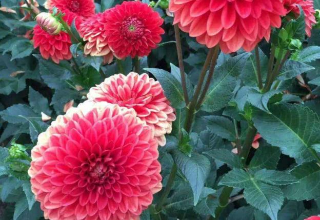 入冬后，院子里栽种的大丽花，这么整治一番，来年才能顺利开花