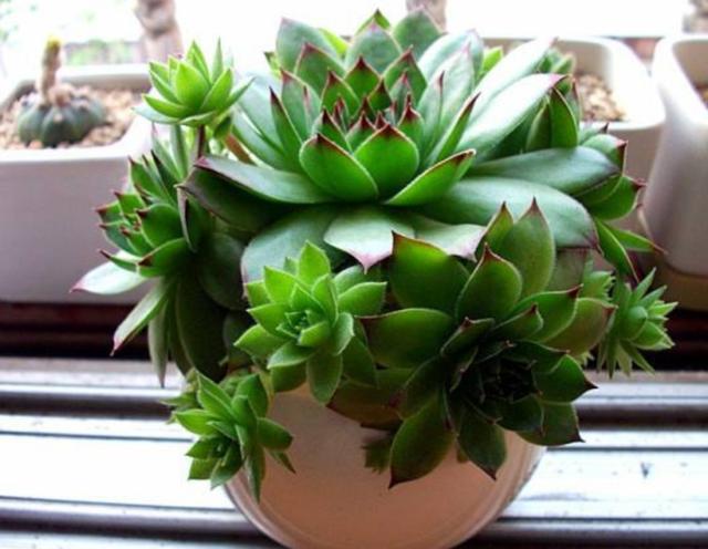 5种多肉不怕冻，冬天不用担心冻伤，养起来很省心