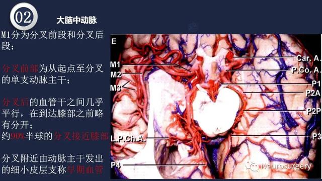 头颈动脉系统相关解剖