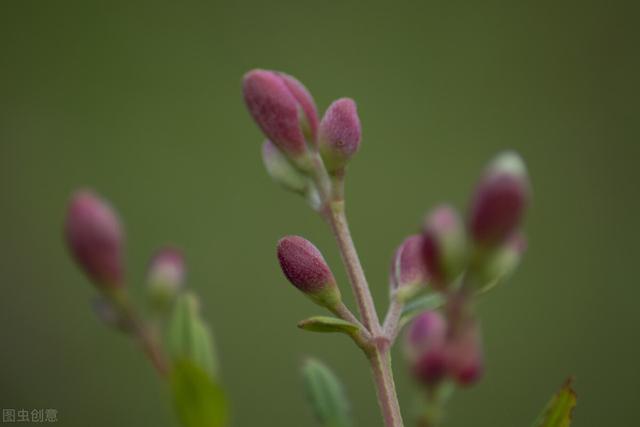 它也叫牡丹，比真牡丹便宜，是我认为的“宝藏花卉”