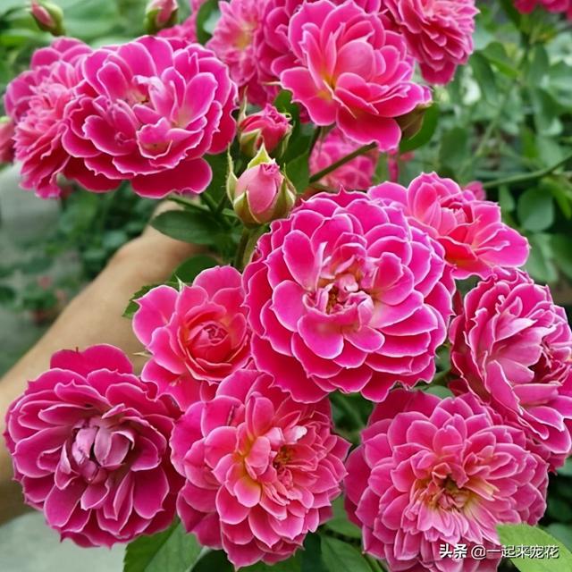 此款盆栽微月，开花似牡丹，四季有花赏，适合阳台党