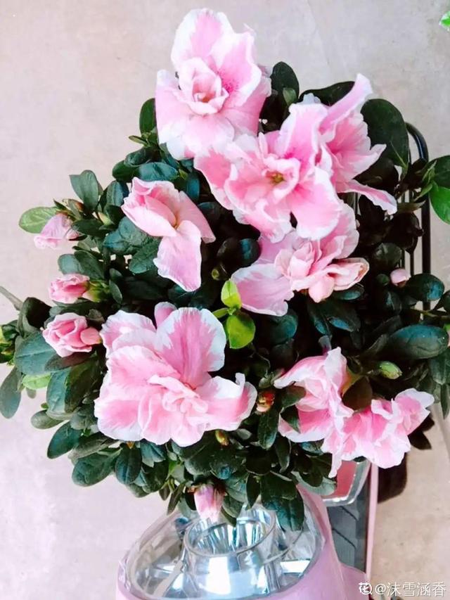 逛花市去捡漏，买了一堆长寿花，拿回来竟然全活了