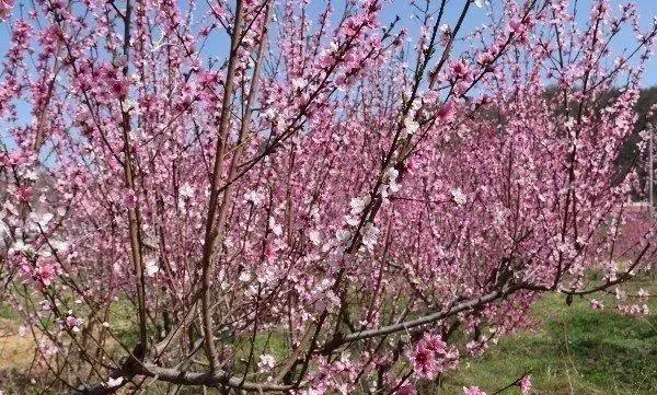 趣旅游▲栾川县陶湾镇变身“十里桃花”网红打卡地