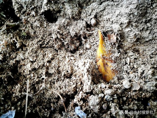 挖笋的技巧图解，学会这6招，你也可以挖到冬笋