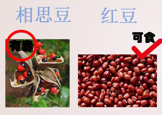 #健康零距离#错认食物误食中毒?在海南注意别误食这些,收藏