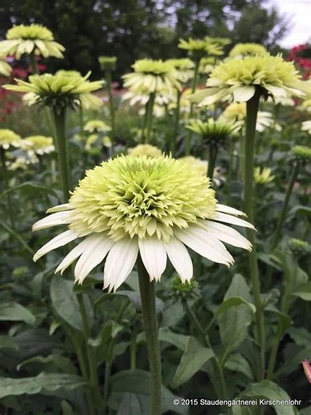 夏季庭院里一抹浓艳的色彩——松果菊