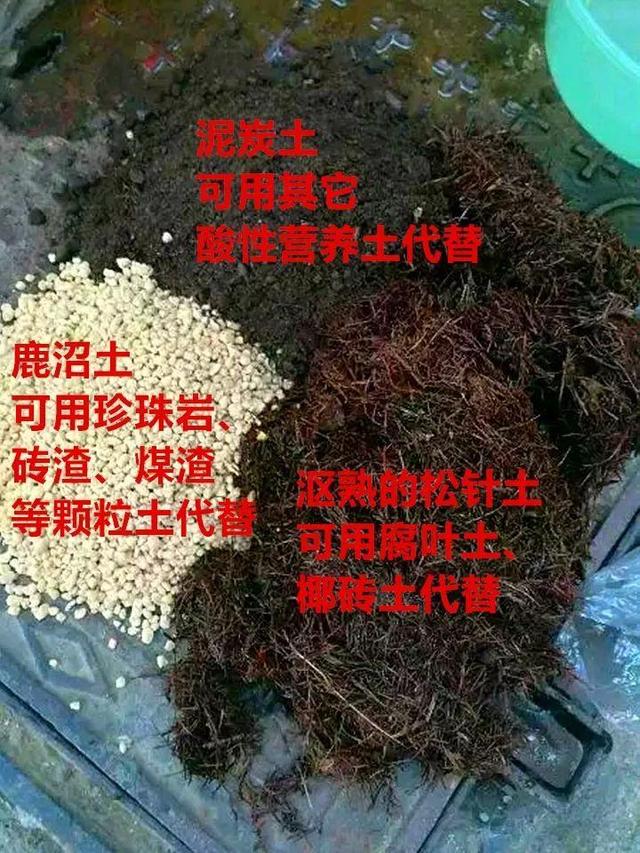 红蜘蛛|这10种花，年年收空盆，没点经验还真不敢养