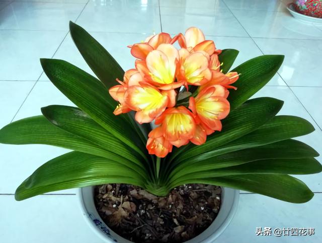 4种花，小苗“很便宜”，越养越“值钱”，聪明花友都喜欢