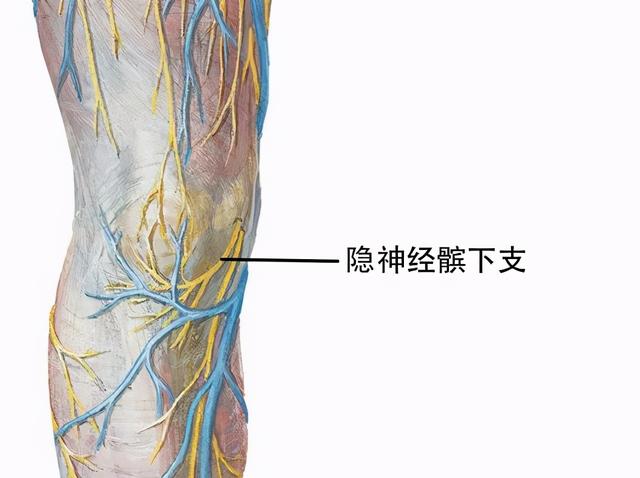 膝关节解剖及常见损伤