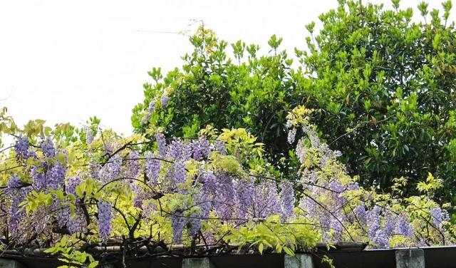 『玩乐足迹』去打卡！苏州园林紫藤花开，如梦的人间四月天来啦~