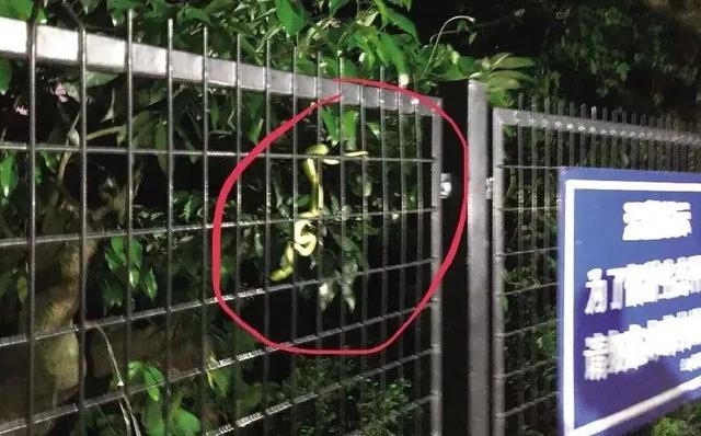 毒蛇|毒虫毒蛇出没，广东近期多人中招！这种虫喜欢钻进阳台晾晒的衣物里