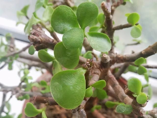 11月，千万别买这种花，养不活惹一肚子气