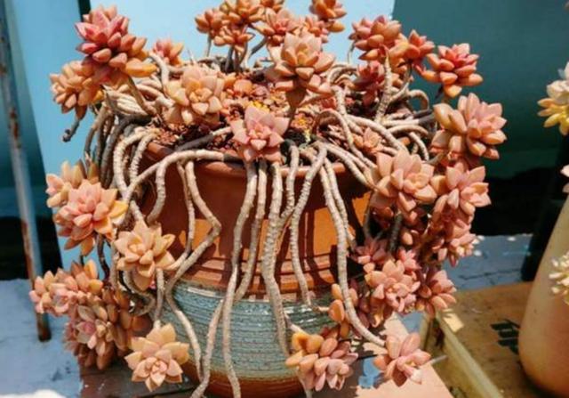 5种多肉不怕冻，冬天不用担心冻伤，养起来很省心