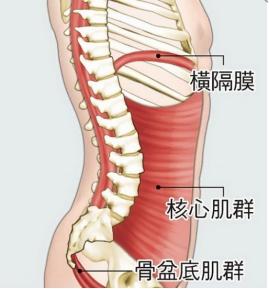 你的育儿经▲核心肌群，到底是什么？