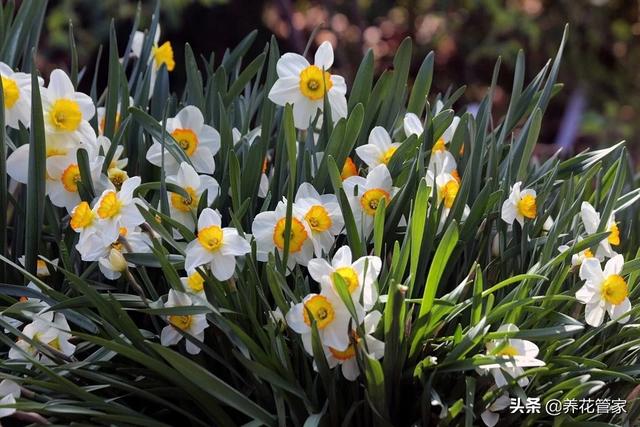 盘点水仙花的10个别称，你知道几个？