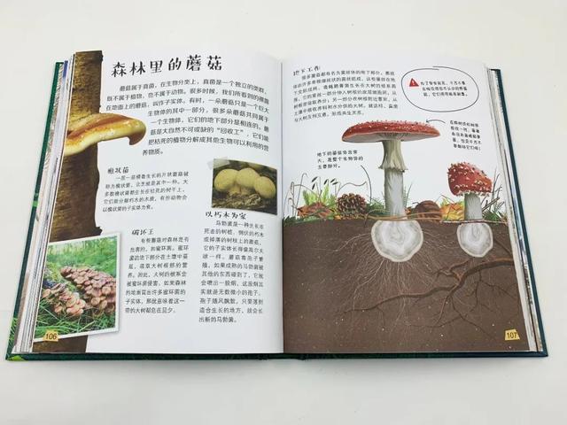 「超级宝妈」如何应对孩子“十万个为什么”？无需真物演示，就能领略生命之美